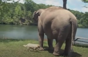 Elephant, animals, story, love, Oprah, friendship,