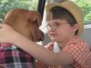 Story, Dogs, Pitbull, friends, Incredible, animals,