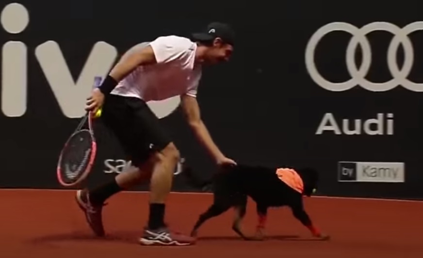 Street dogs, dogs, animals, adorable, sport, tennis, ball boys,