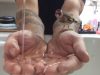 Birds, animals, trust, pool, bath, hands, amazing,