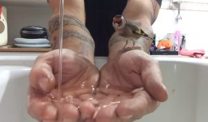 Birds, animals, trust, pool, bath, hands, amazing,