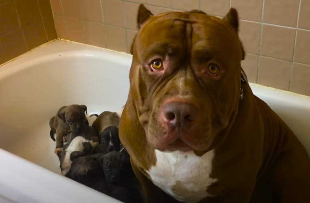 Dogs, Pitbull, Pool, Swim, Adorable, Funny,