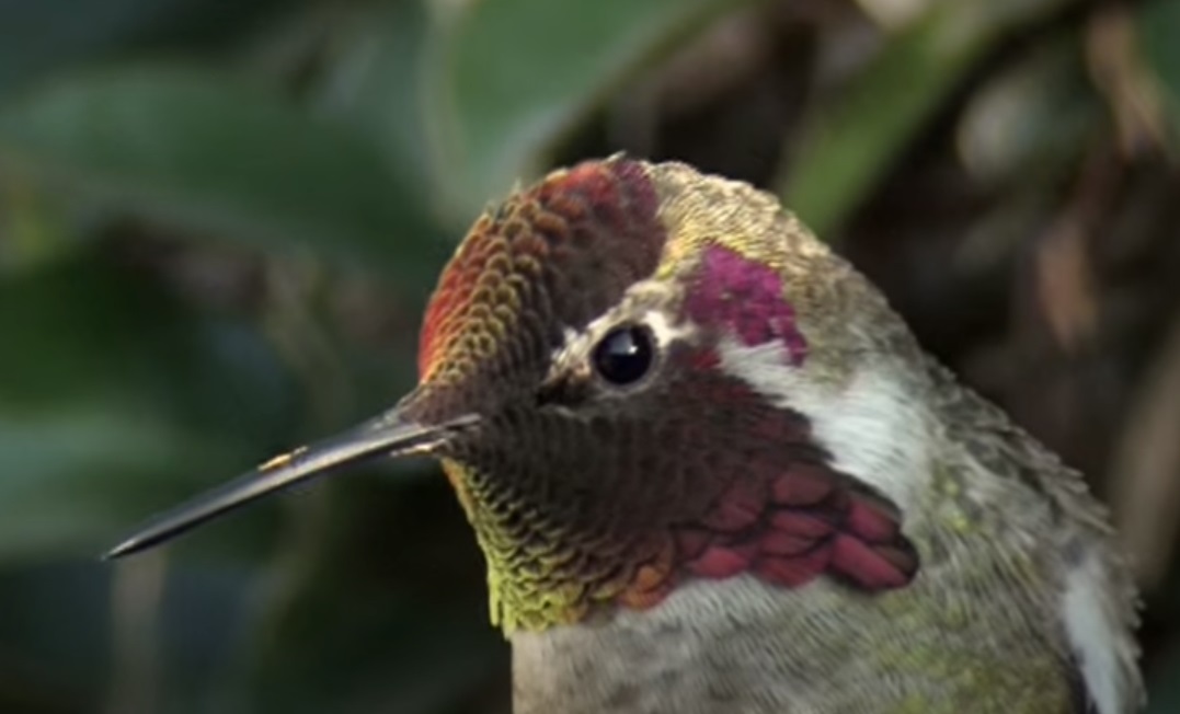 Hummingbird, Camera, colorful, magic, birds, animals, nature, beauty,