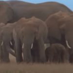Phenomenal lady adopts Orphan Elephants