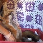 Roadkill Fox On The Side Of The Road