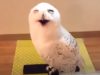 Birds, Owl, Funny, Laughing, Animals, Amazing,