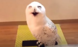 Birds, Owl, Funny, Laughing, Animals, Amazing,