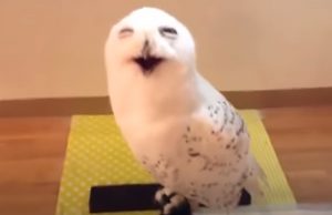 Birds, Owl, Funny, Laughing, Animals, Amazing,