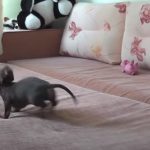 Little Dachshund Enjoy the bed for the first time
