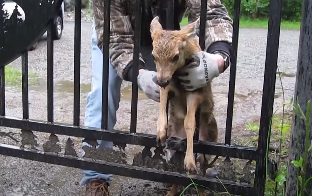 Fawn, Mom, babies, rescue, save life, animals, deer,