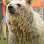 Rescued Bear’s Amazing Transformation Story