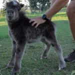 Adorable Miniature Horse