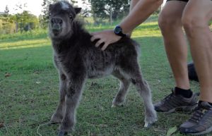 Miniature, Horse, babies, Animals, Adorable, Cute,