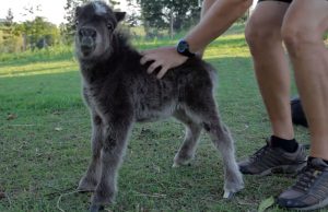 Miniature, Horse, babies, Animals, Adorable, Cute,