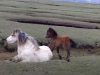 Foal, Mother, horse, touching, inspiring, rescue,
