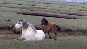Foal, Mother, horse, touching, inspiring, rescue,