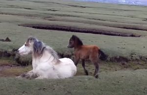 Foal, Mother, horse, touching, inspiring, rescue,