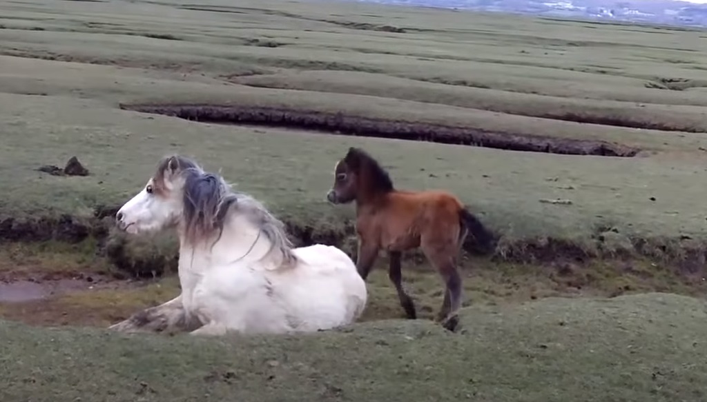 Foal, Mother, horse, touching, inspiring, rescue,