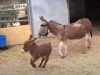 Adorable ,Babies, Donkey, farm, animals, Cute,