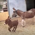 Adorable Baby Donkey