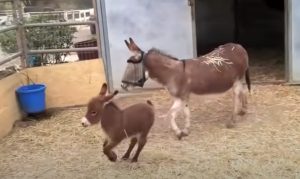 Adorable ,Babies, Donkey, farm, animals, Cute,