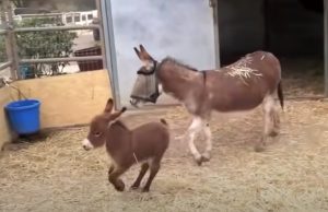 Adorable ,Babies, Donkey, farm, animals, Cute,
