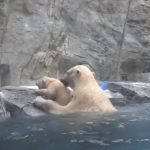 Polar Bear cub can’t swim
