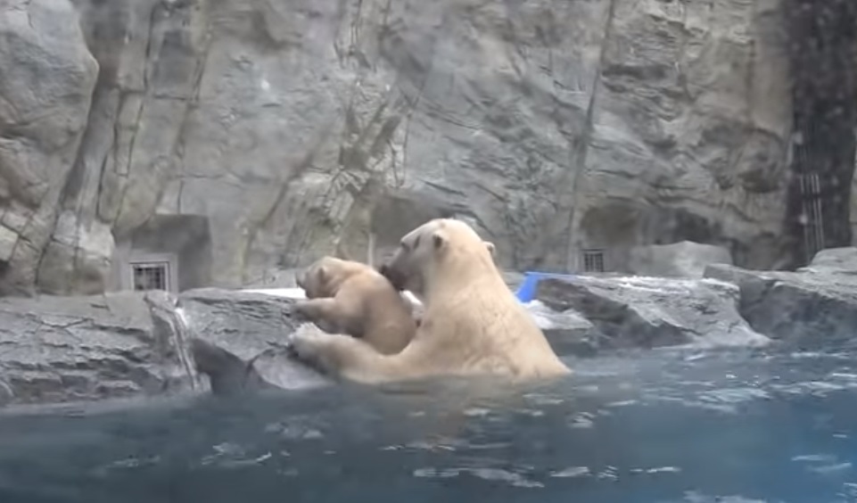 Zoo, Animals, bears, polar, swimming, rescue, mother,