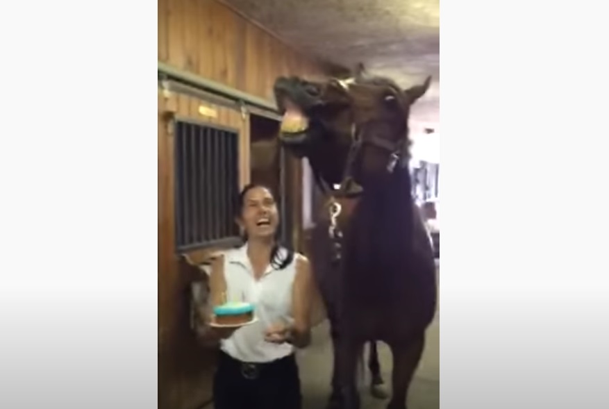Horse, Animals, Birthday, Cake, Funny, Adorable,
