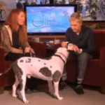 ellen’s pitbull guest