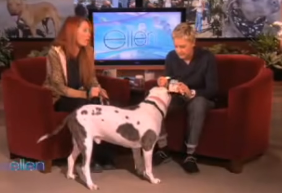 dog, guest, Ellen, Show, Pitbull, animals,