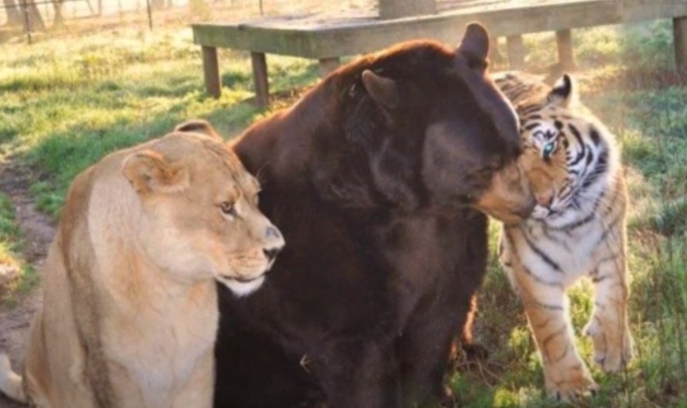 bear, tiger, lion, Friendship, Wild, Rescue Story, Animals,