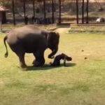 Elephant Comes To Protect his Owner