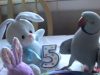 Parrot, birds, animals, funny, birthday, adorable,
