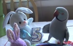 Parrot, birds, animals, funny, birthday, adorable,
