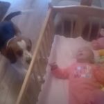 Dog Comforts crying baby in his crib