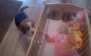 baby, dog, crib, adorable, animals, trending,
