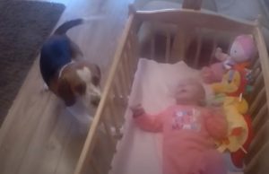baby, dog, crib, adorable, animals, trending,