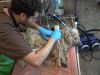 dogs, rescue, story, shave, transformation, animals,