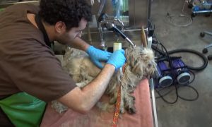 dogs, rescue, story, shave, transformation, animals,
