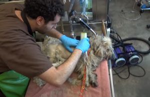 dogs, rescue, story, shave, transformation, animals,