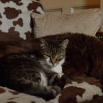 Unlikely Friendship between a dog and a cat