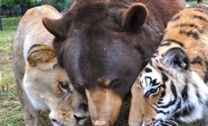 Tiger, Lion, Bear, animals, trending, friendship,
