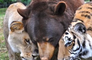 Tiger, Lion, Bear, animals, trending, friendship,