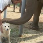 Unique relationship between a dog and elephant
