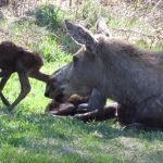 Mommy Moose Gives Birth to Twins