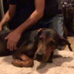 Abused Dog finally adopted