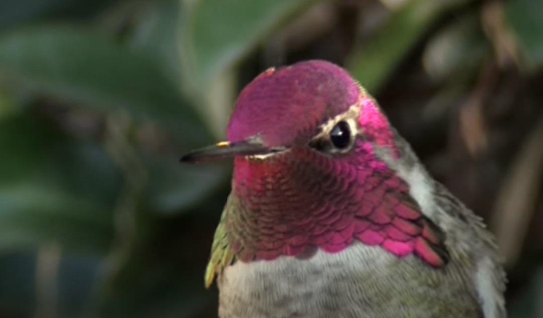 Hummingbird, Camera, colorful, magic, birds, animals, nature, beauty,