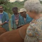 Phenomenal lady adopts Orphan Elephants
