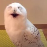 This Laughing Owl Will Brighten Your Days